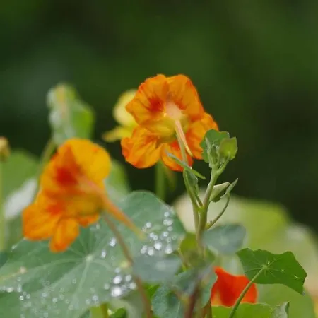 ホテル Tenne サンクト・アントン・アム・アールベルク