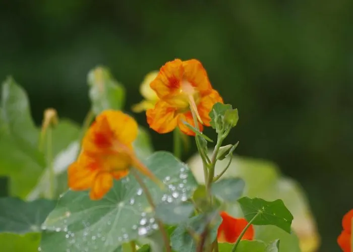 מלון Tenne סן אנטון